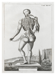 Andrés Versalio Anatomía