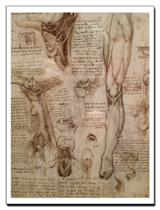 Leonardo da Vinci Estudio Anatómico