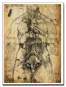 Leonardo da Vinci Estudio Anatómico III