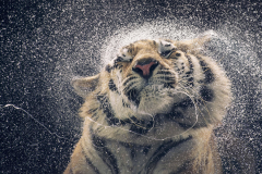 Kanja Tiger