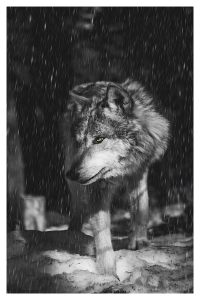 Lobo en la nieve